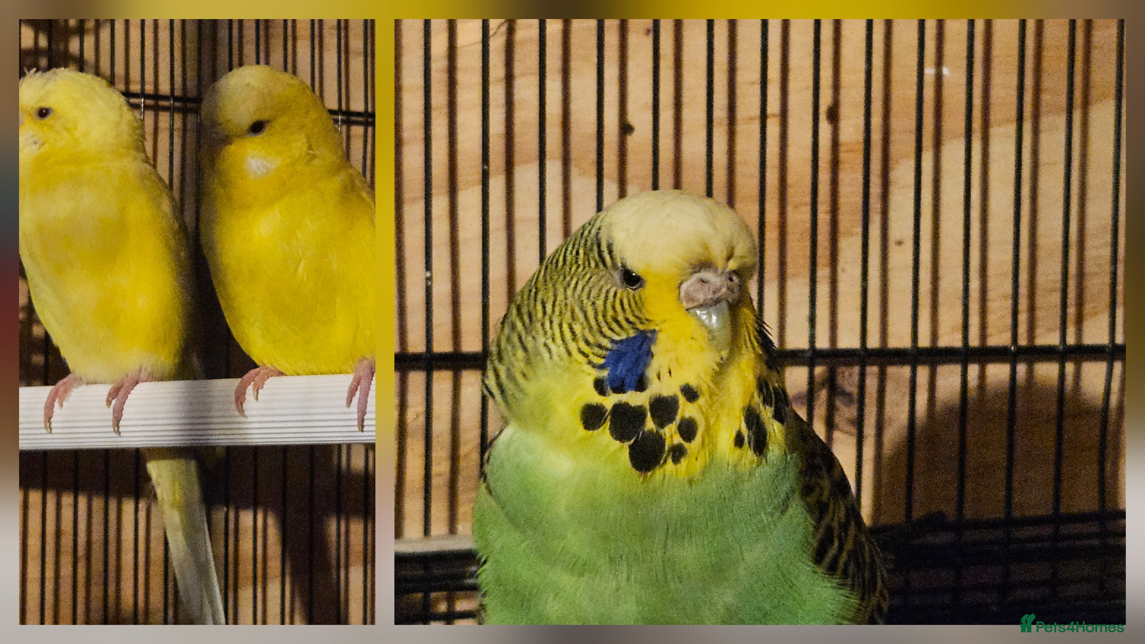 Budgerigars birds Young Budgies for Sale - Advert 10