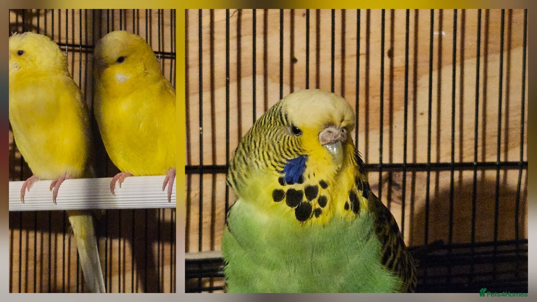 Budgerigars birds for sale: Young Budgies for Sale - Advert 1