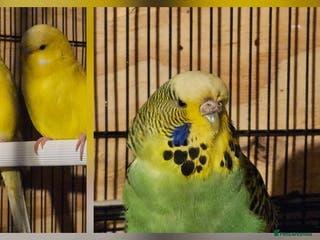 Budgerigars birds Young Budgies for Sale - Advert 18