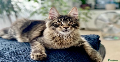 Maine Coon cats in Peterborough - Advert 8