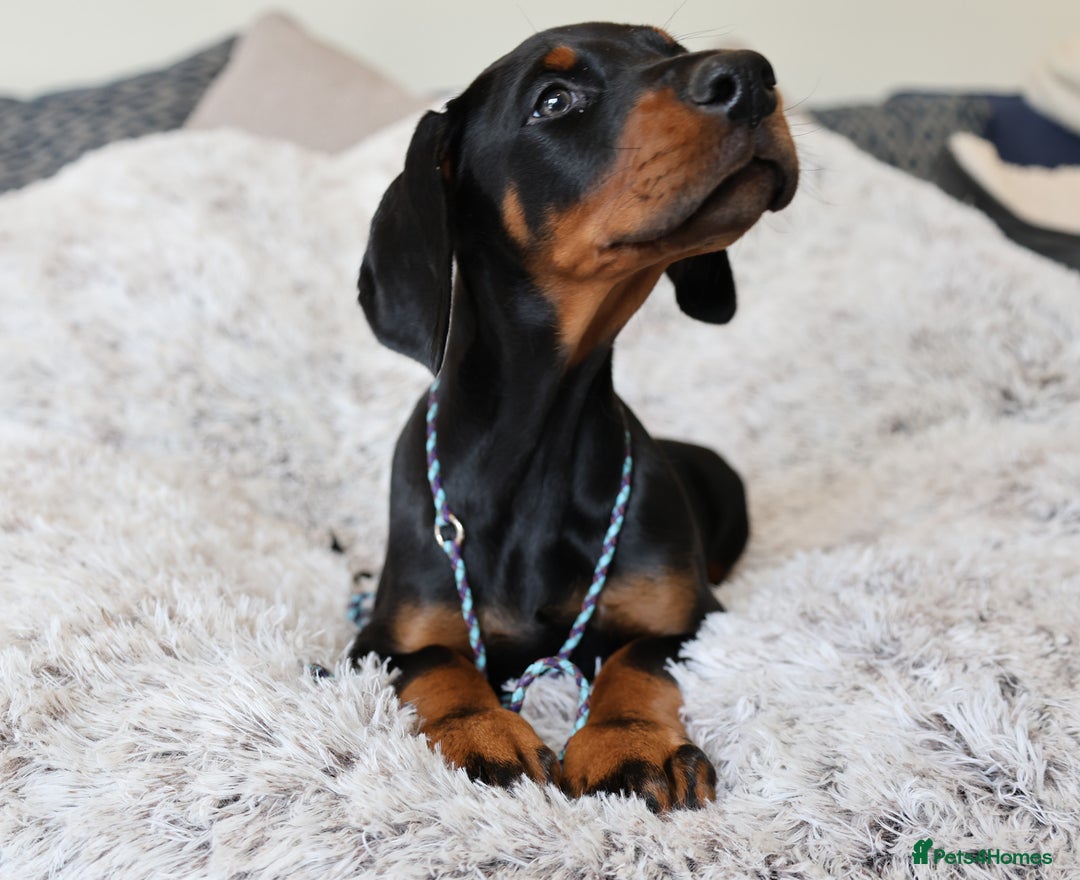 Dobermann dogs for sale: International Champion Pedigree -Cezarblue Kennel - Image 26