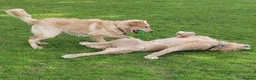 Goldendoodle dogs for stud: Mr Campbell  - Advert 3