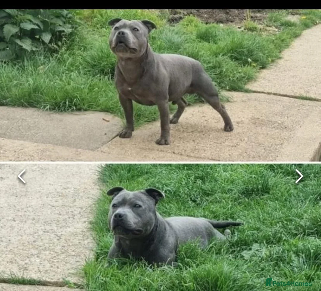 Staffordshire Bull Terrier dogs for sale: Bluebullz☆bullscaff☆5☆☆ready to go 18th 2 left  - Advert 6