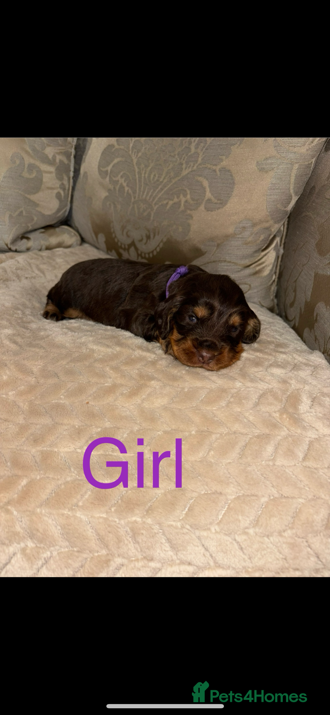 Cocker Spaniel dogs for sale: Working Cocker spaniels for sale  - Image 1