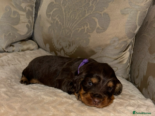 Cocker Spaniel dogs - Advert 17