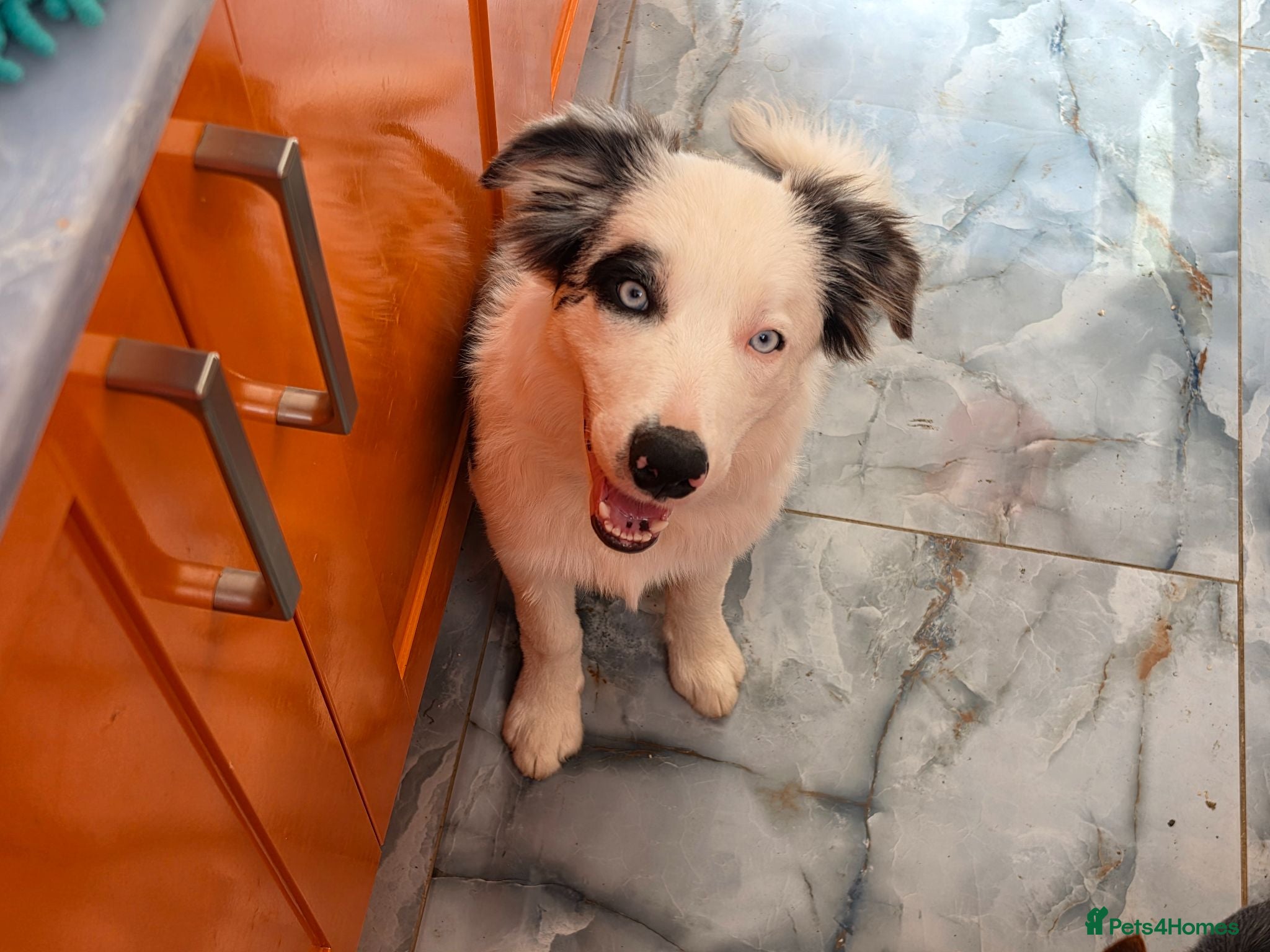 Border Collie dogs Border Collie- Blue Merle. - Advert 1