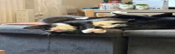 Mixed Breed cats for sale: Adorable kittens  - Advert 4