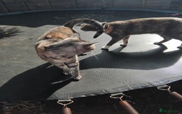 Bengal cats for sale: FREE to a Good home only  - Image 4