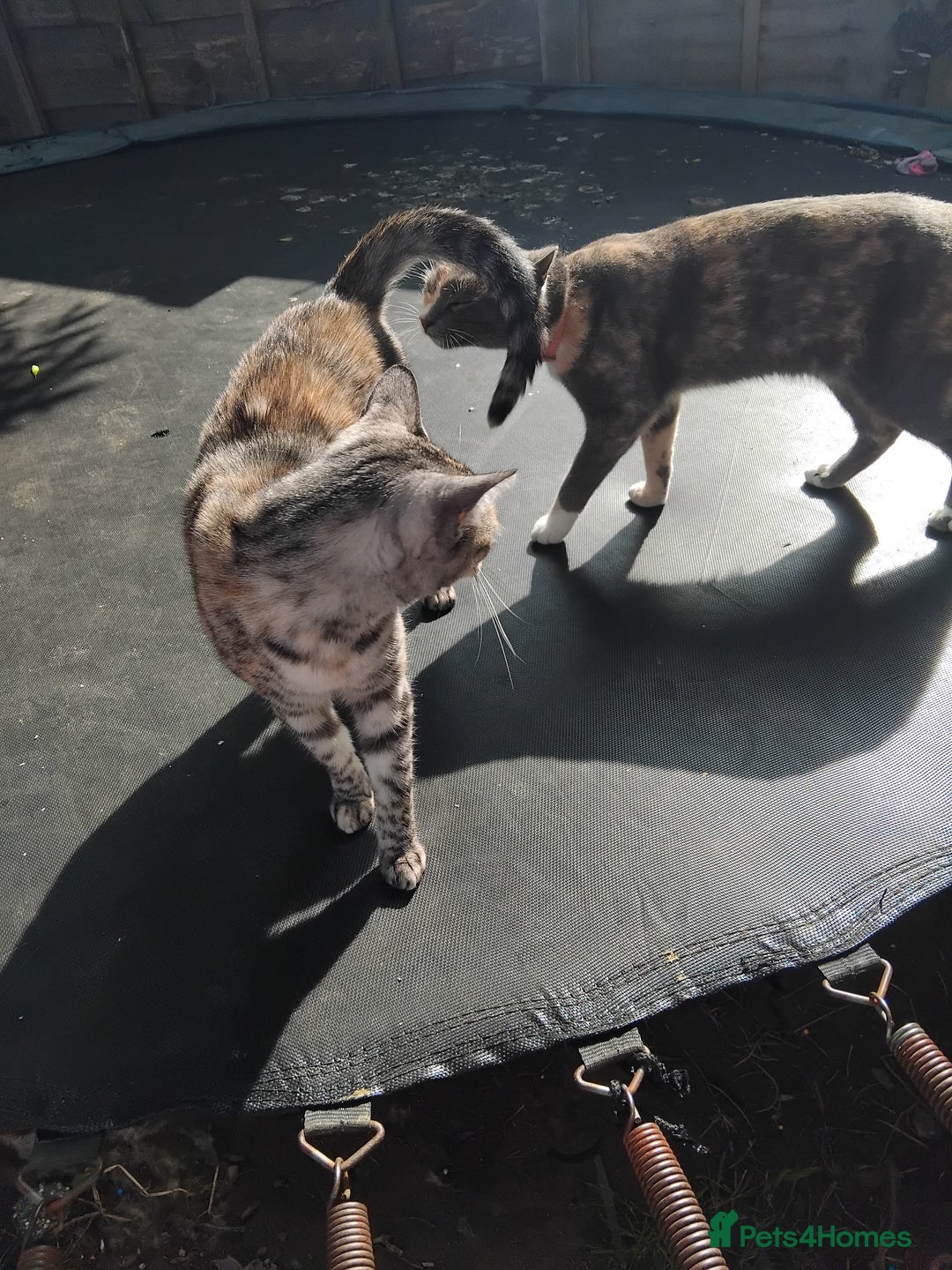 Bengal cats for sale: FREE to a Good home only  - Image 4