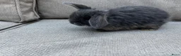 Mini Lop rabbits for sale: 2 Blue Baby Mini Lops - Advert 11