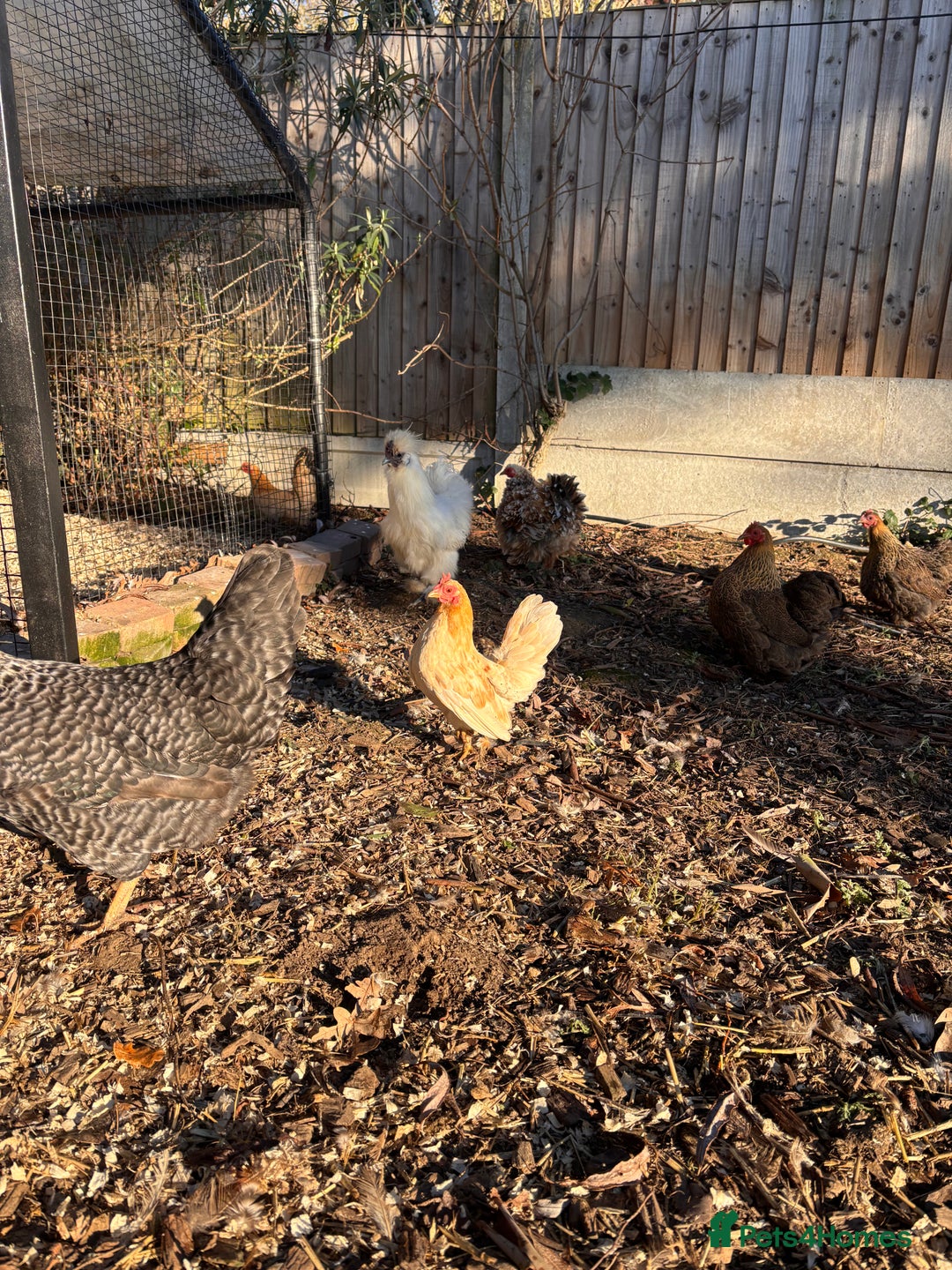 Chickens poultry for sale: FREE silkie cockerel - Advert 4