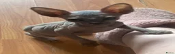 Sphynx cats for sale: Beautiful coloured kittens Spinx   - Advert 19