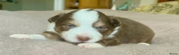 Australian Shepherd dogs for sale: Rare Show Lines KC purebred Mini Aussie (MAS)  - Advert 20