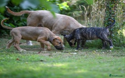 Mixed Breed dogs for sale: Wheatenbull Puppies English Bullterrier x Wheaten  in Egham - Image 12