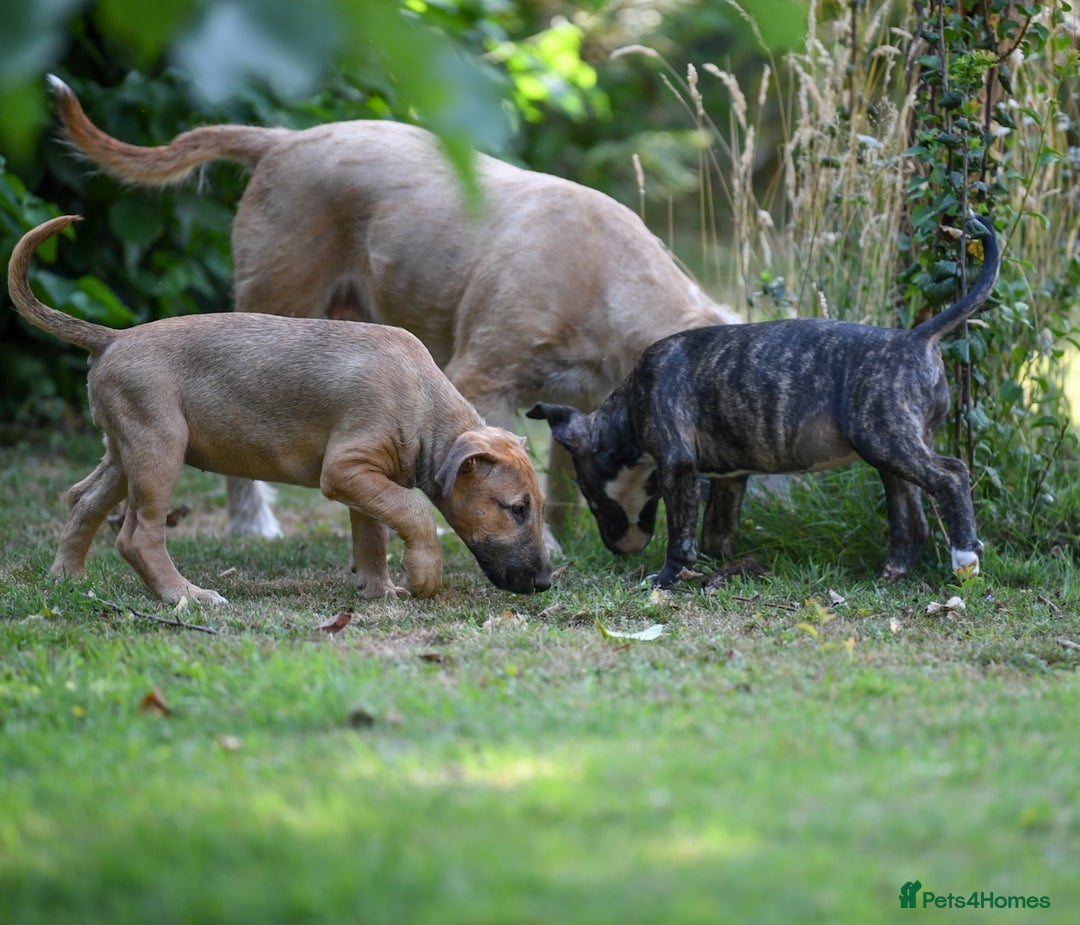 Mixed Breed dogs for sale: Wheatenbull Puppies English Bullterrier x Wheaten  in Egham - Image 12