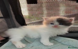 Ragdoll cats for sale: Cuddly Ragdoll X kittens - Image 3