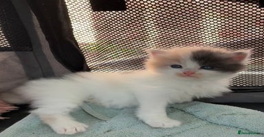 Ragdoll cats - Advert 15
