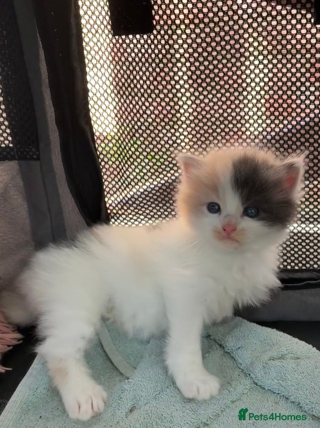 Ragdoll cats for sale: Cuddly Ragdoll X kittens - Image 3