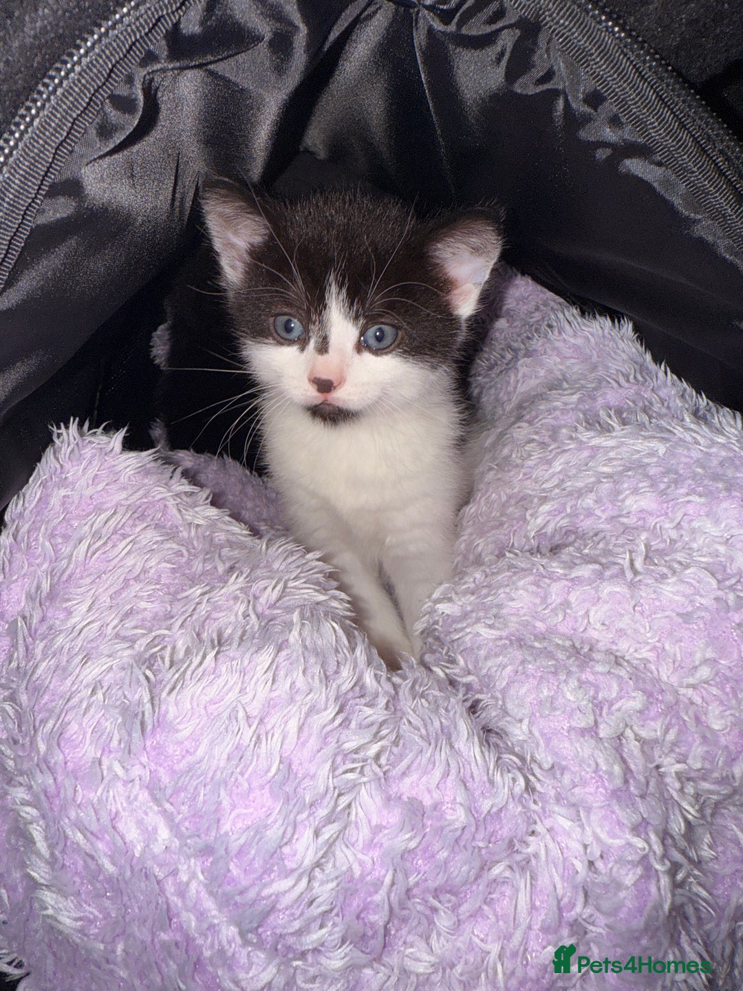 Mixed Breed cats for sale: Two young kittens for sale  - Advert 4