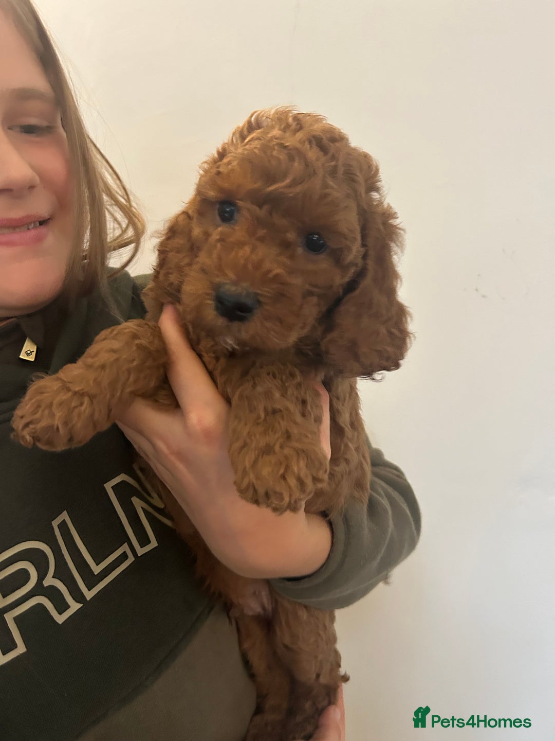 Cockapoo dogs for sale: F1b cockapoo puppies - Image 9