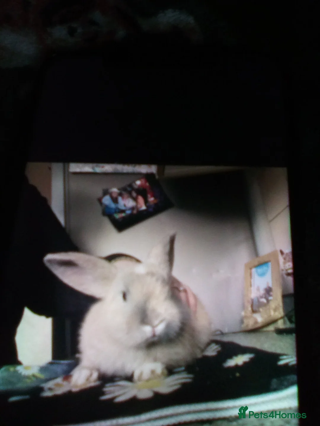 Mini Lop rabbits for sale: Ready to leave now  - Advert 5