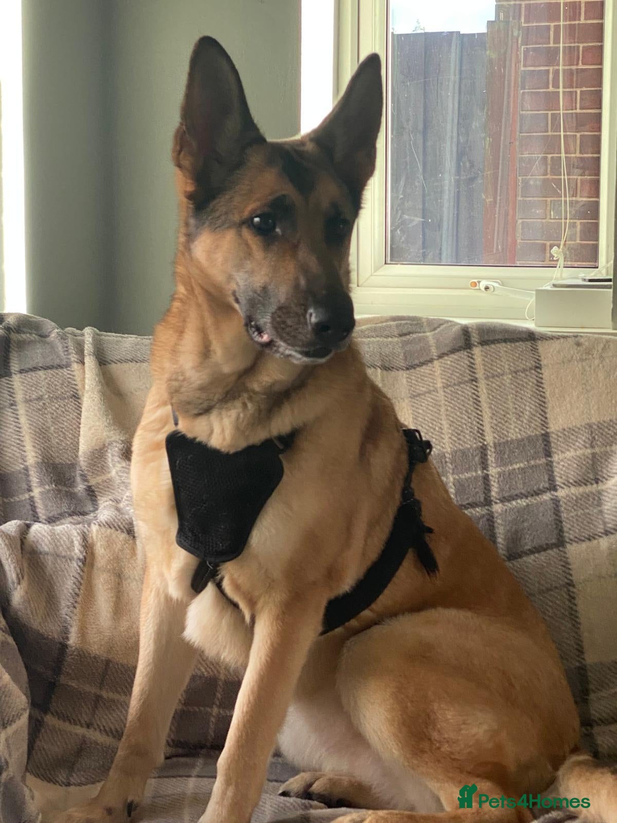 German Shepherd dogs Beautiful girl needs forever home - Advert 1