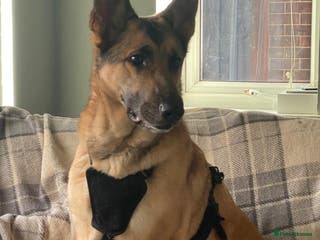 German Shepherd dogs Beautiful girl needs forever home - Advert 12