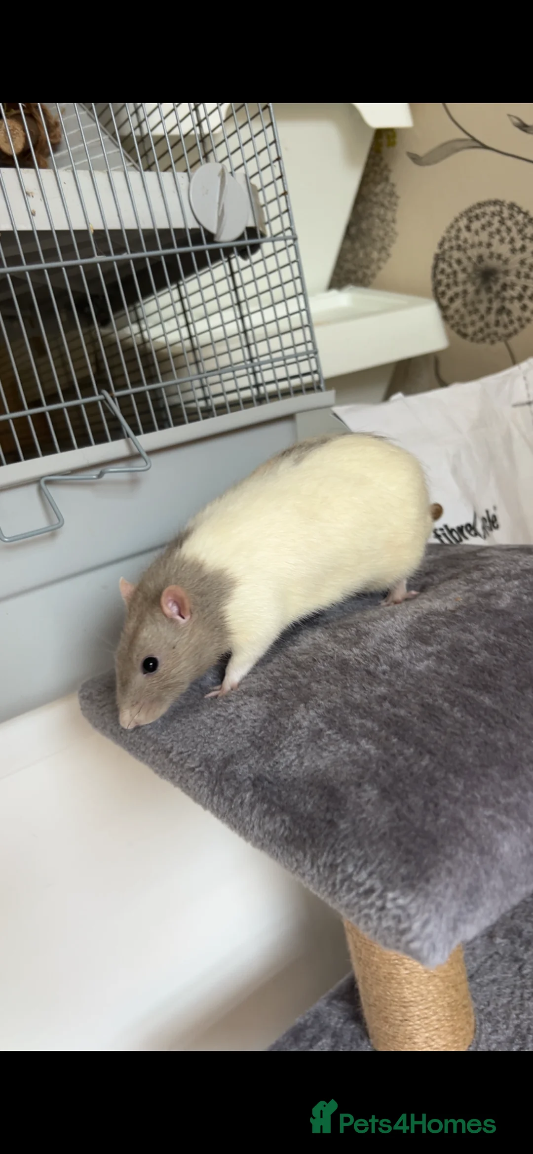 Rat rodents for sale: 3 male rats - Advert 2
