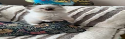 Ragdoll cats for sale: Gccf Anne Baker lines champion Ragdoll kittens  - Advert 21