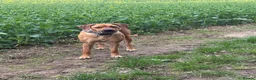Mixed Breed dogs for sale: 🐾 Rhodesian Ridgeback x Bull Lurcher Puppies 🐾 - Advert 2