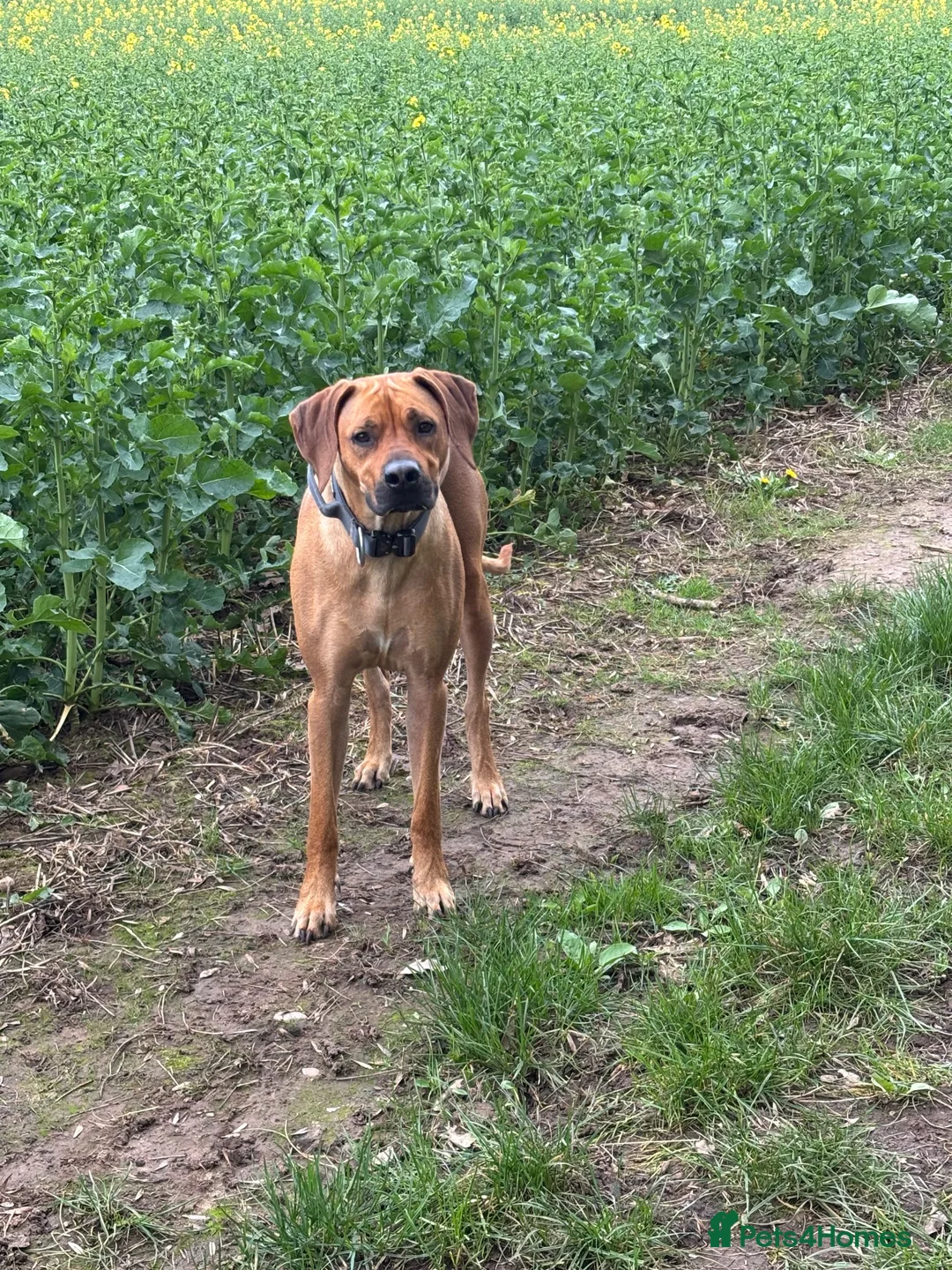 Mixed Breed dogs for sale: 🐾 Rhodesian Ridgeback x Bull Lurcher Puppies 🐾 - Advert 2