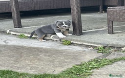 Old Tyme Bulldog dogs for sale: New England Bull dog - Image 3