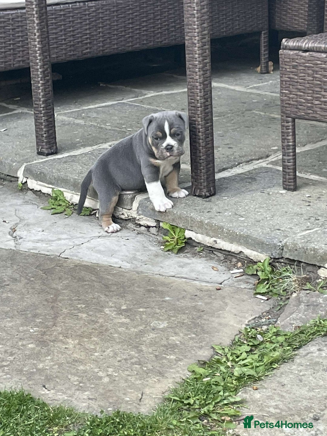 Old Tyme Bulldog dogs for sale: New England Bull dog - Image 3