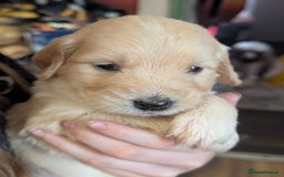 Goldendoodle dogs for sale: So cute standard golden doodles  - Image 25