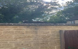Mixed Breed cats for sale: 1 male still available  in Witney - Image 14
