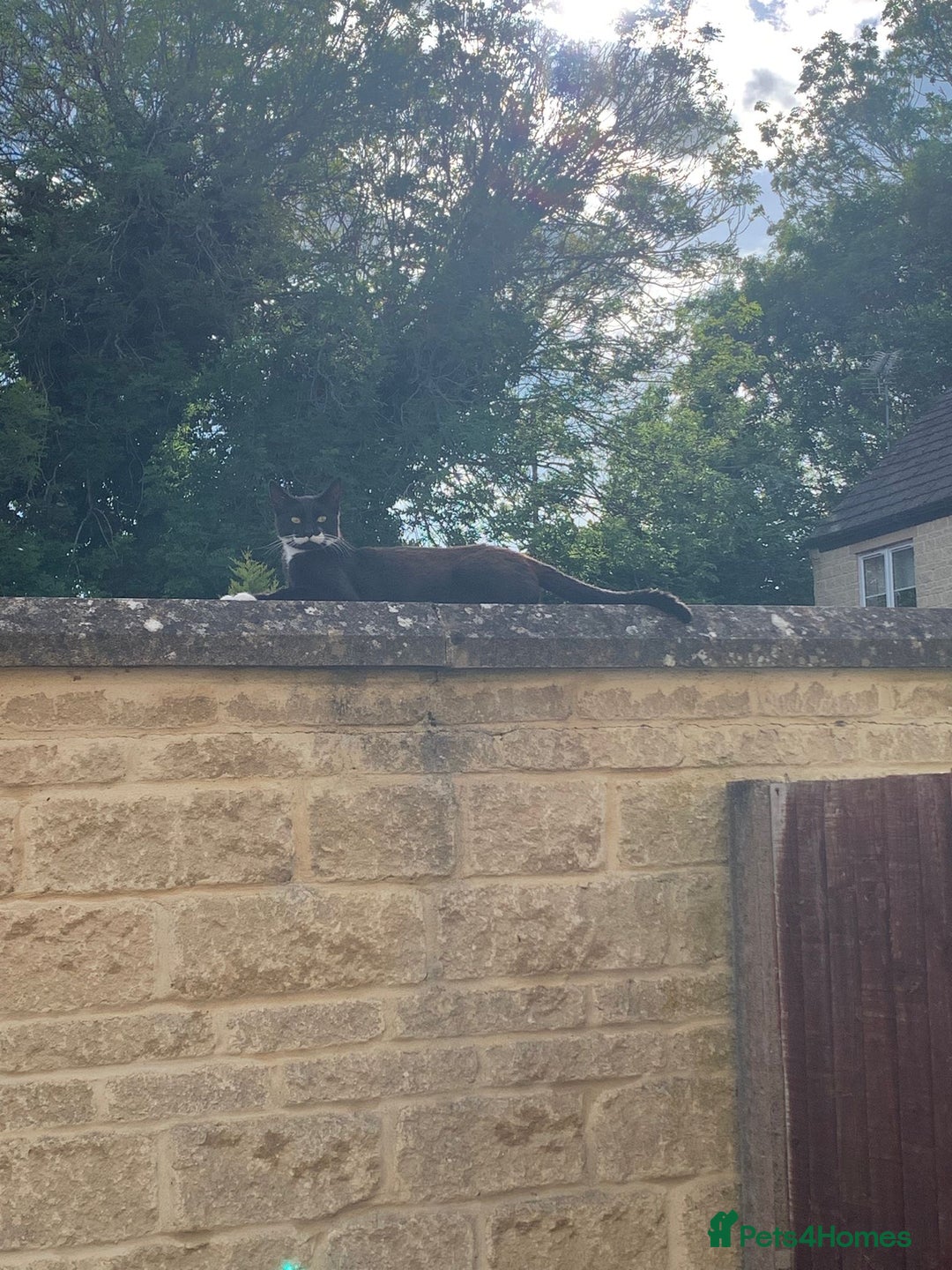 Mixed Breed cats for sale: 1 male still available  in Witney - Image 14