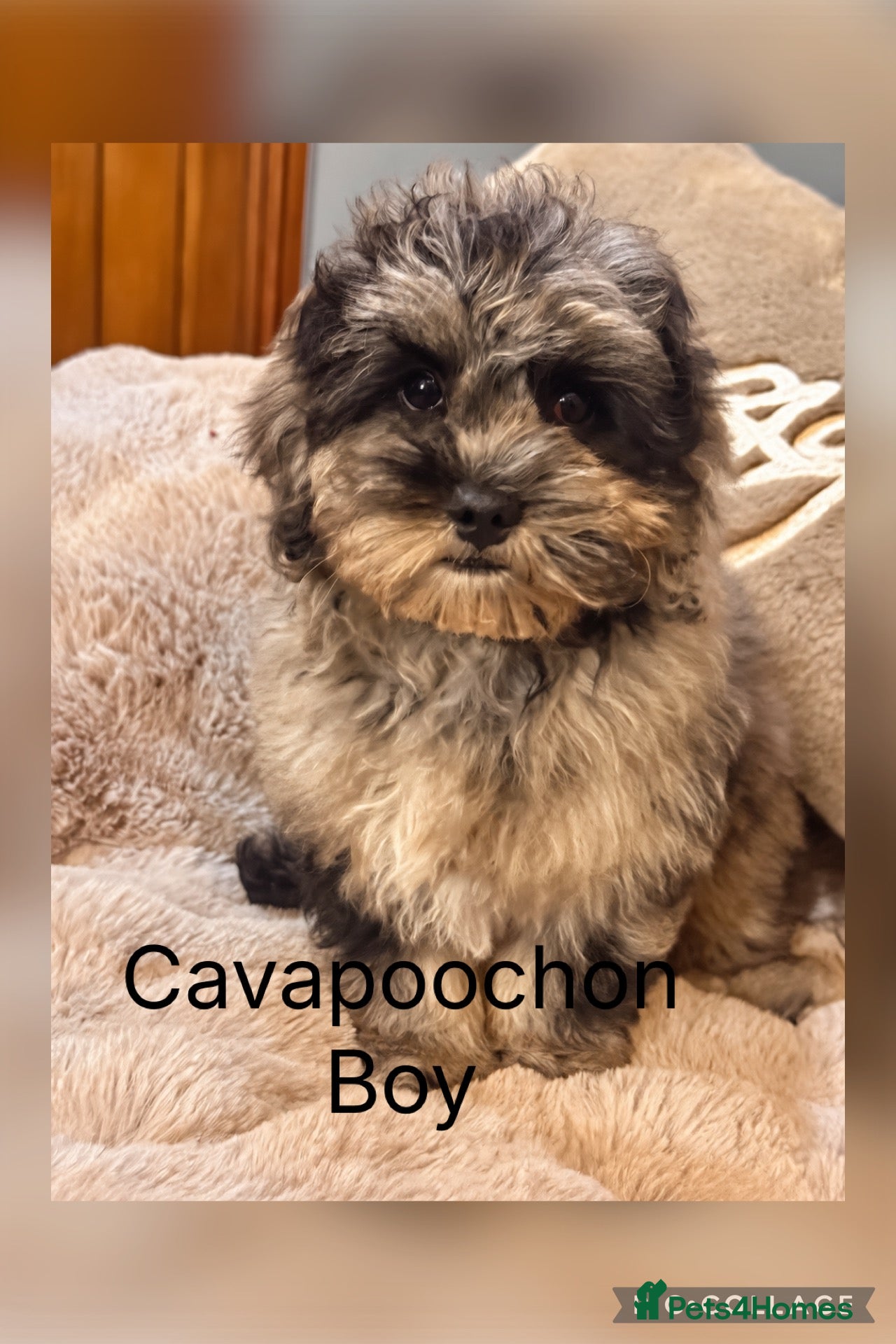 Cavapoochon dogs Ready now Stunning Cavapoochon Boys last 2  - Advert 2