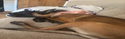 Belgian Shepherd Dog dogs for sale: Belgian Malinois  - Advert 5