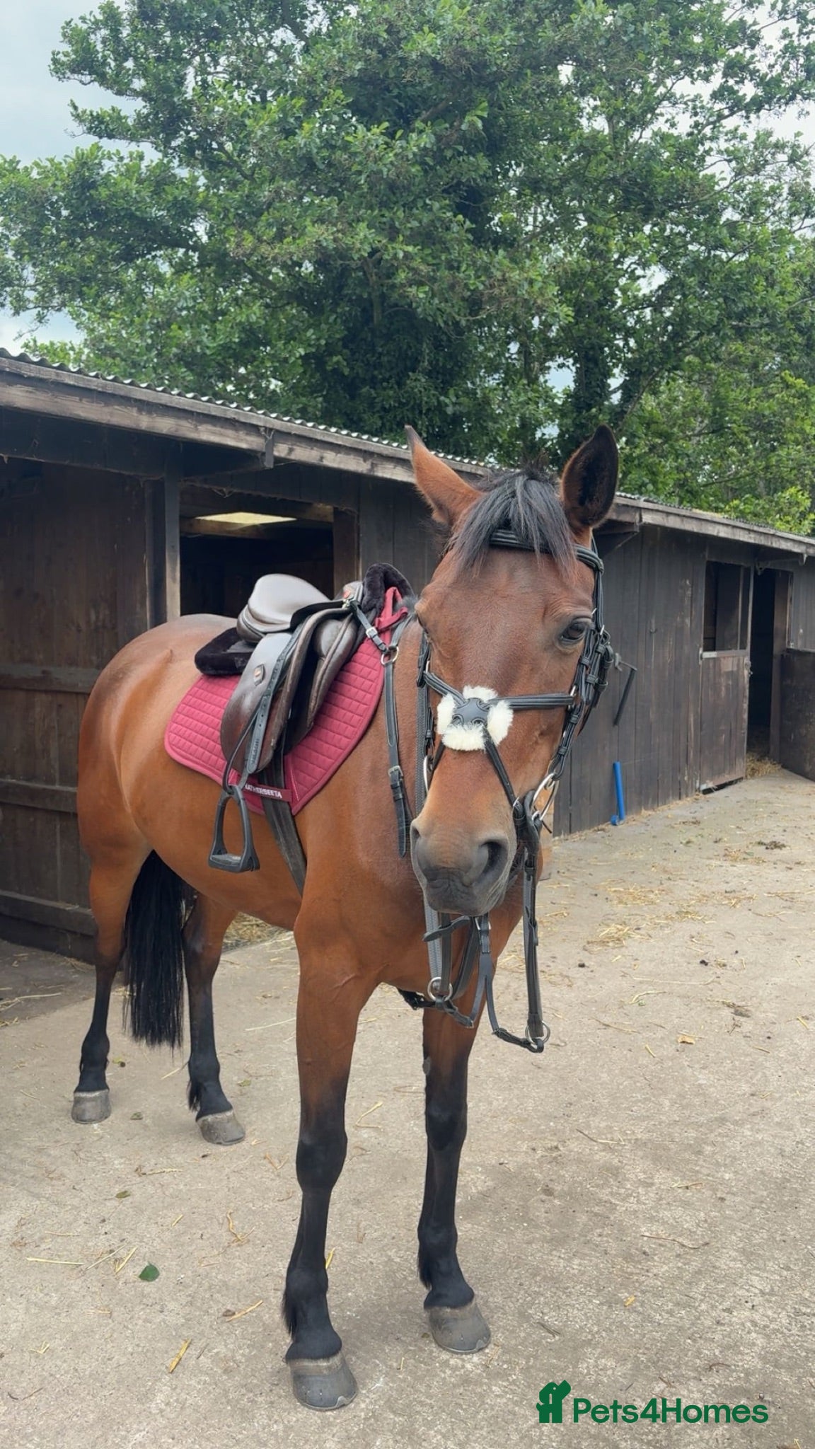 Welsh Section D horses Clara  - Advert 1