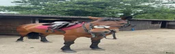 Welsh Section D horses for sale: Clara  in York - Advert 1