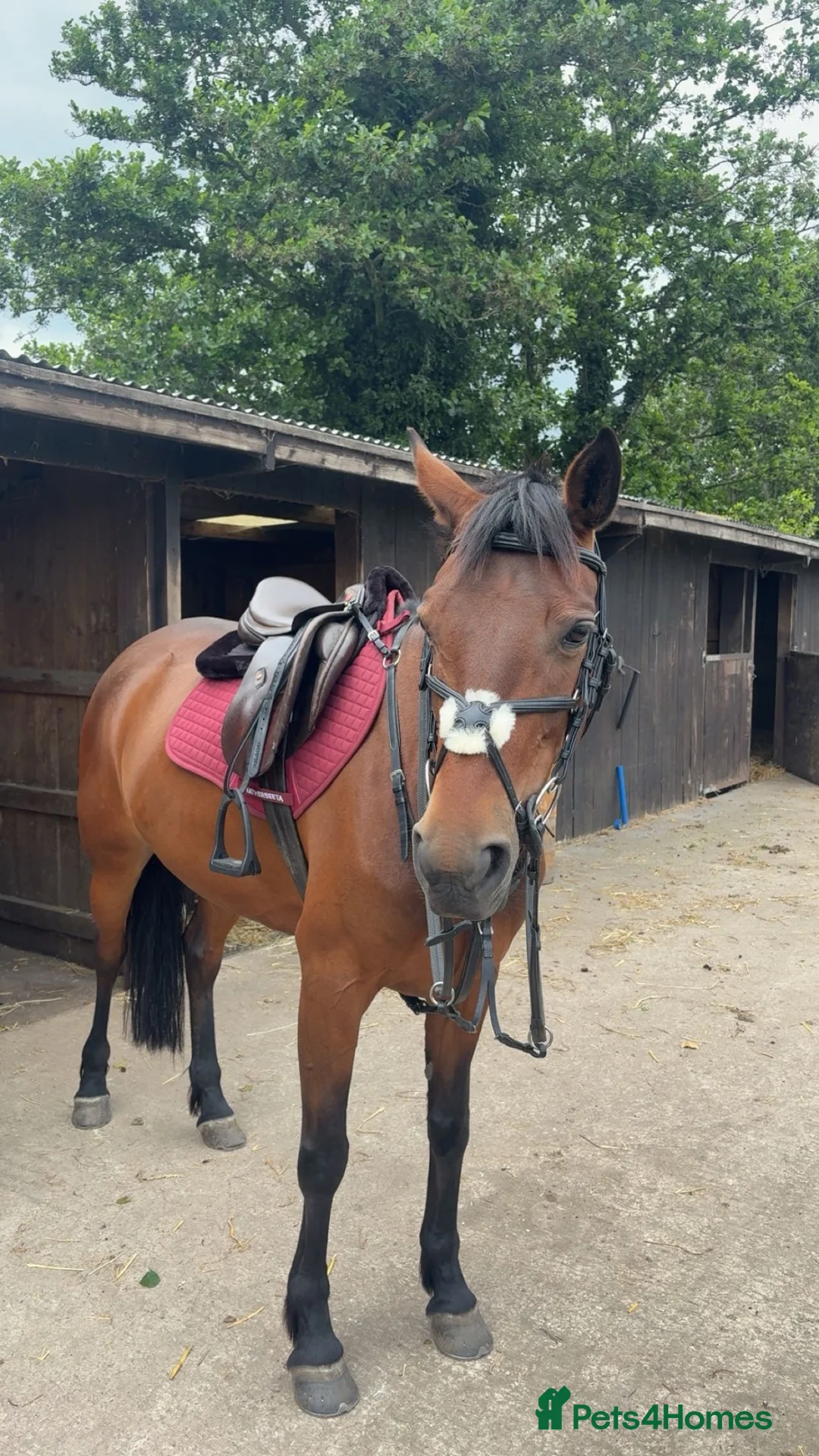 Welsh Section D horses for sale: Clara  in York - Advert 1