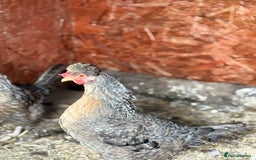 Chickens poultry for sale: Legbars  - Image 4