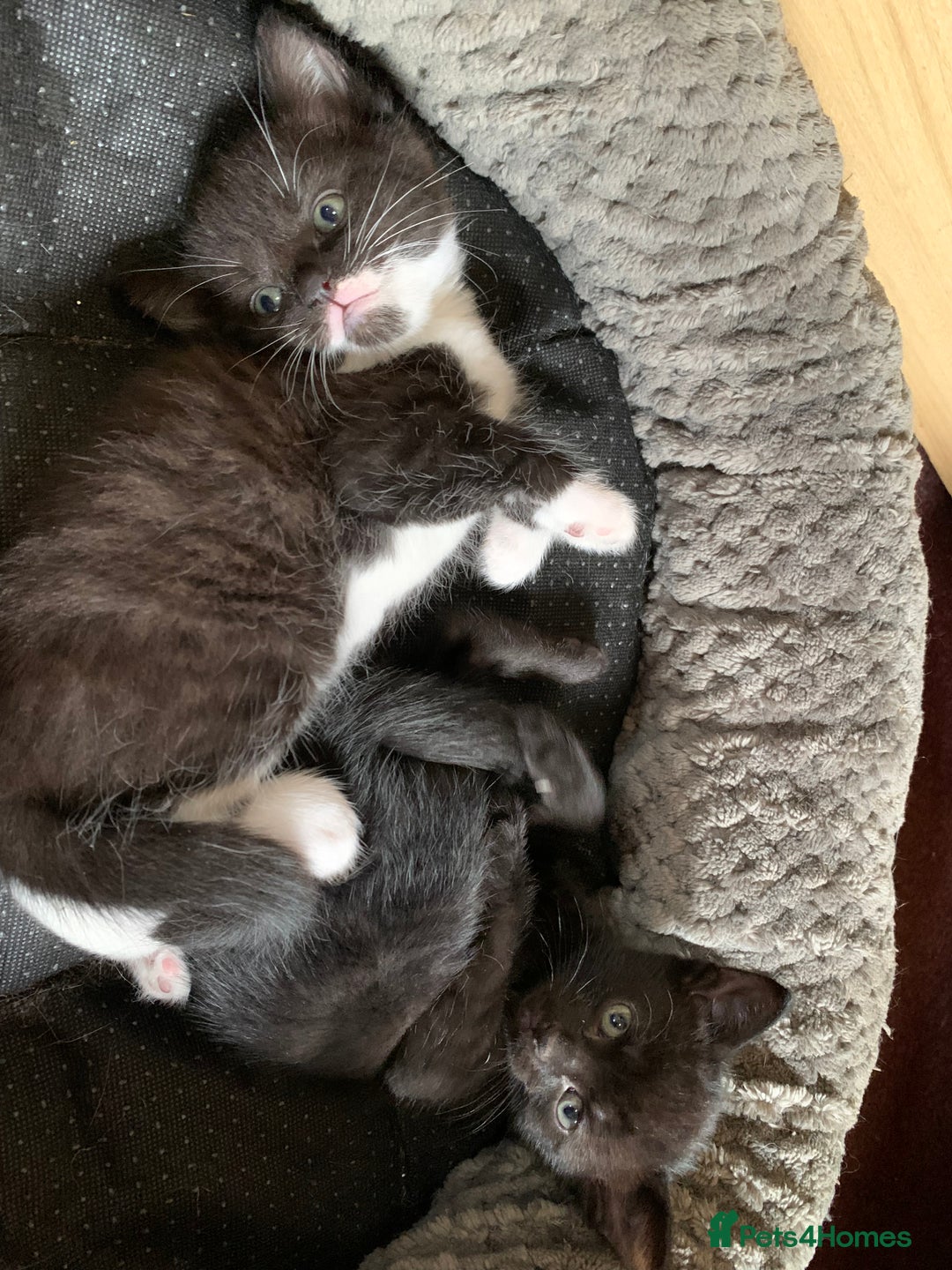 Domestic Shorthair cats for sale: Tabby kittens for sale - Image 2