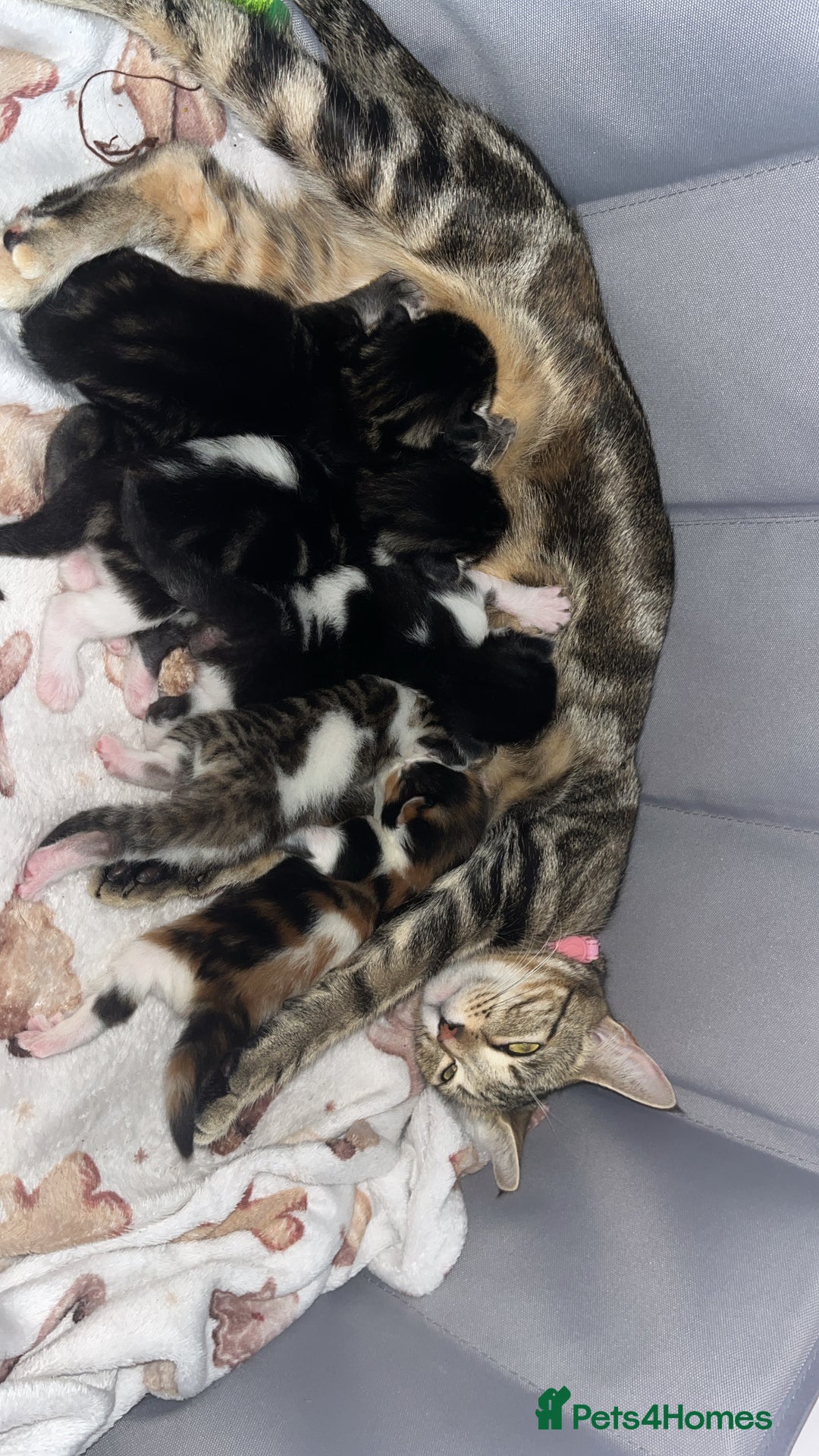 British Shorthair cats for sale: Ready to leave beautiful kittens!🥰❤️🌟 - Image 1