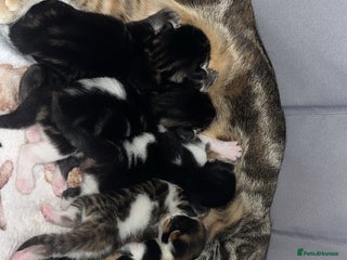 British Shorthair cats - Advert 36