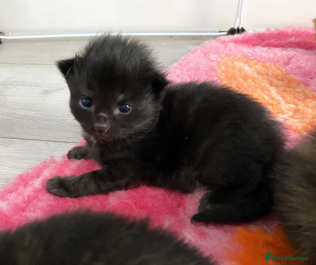 Mixed Breed cats for sale: 3 female mainecoon mix kittens  - Advert 2