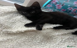 Mixed Breed cats for sale: beautiful kittens  - Image 3