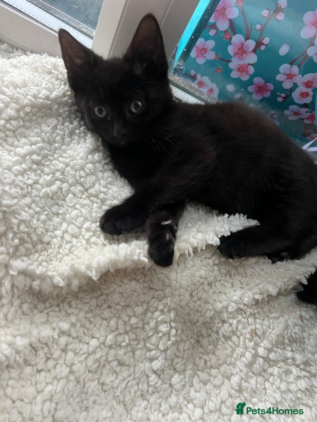 Mixed Breed cats for sale: beautiful kittens  - Image 3