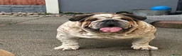 English Bulldog dogs for stud: FOR STUD Stunning male - Advert 6