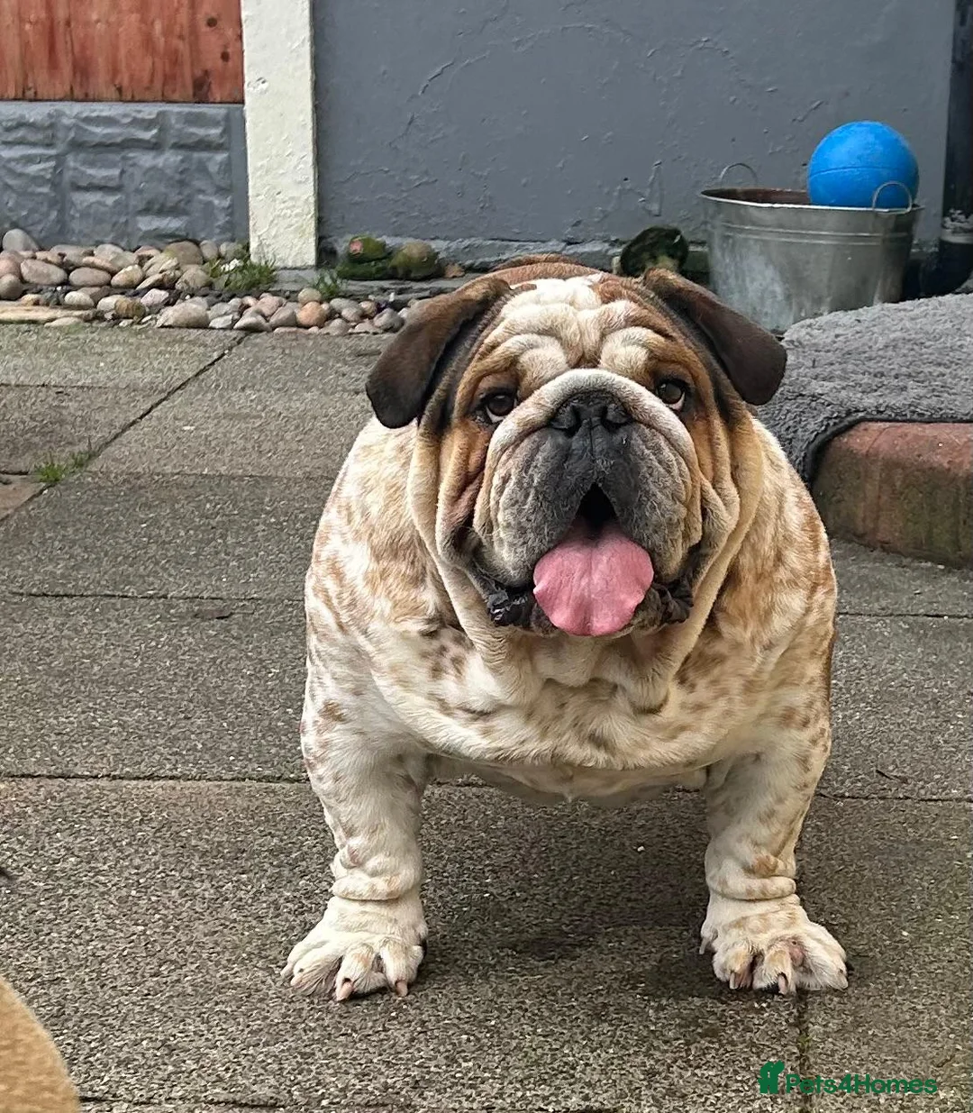 English Bulldog dogs for stud: FOR STUD Stunning male - Advert 6